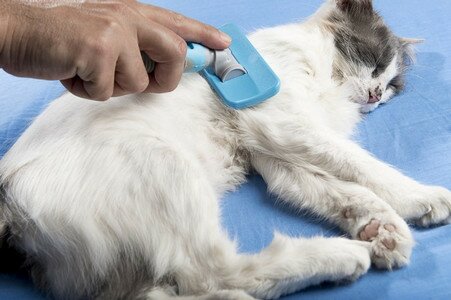 uhod-za-dlinnosherstnoy-koshkoy Уход за длинношерстной кошкой